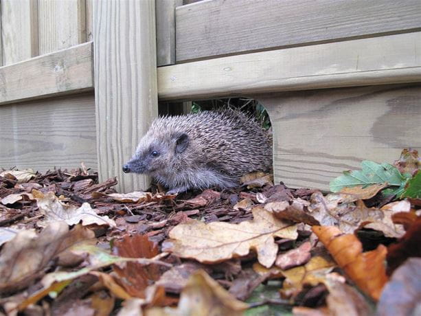 Jacksons Fencing hedgehog friendly gravel board close up in autumn leaves